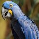 Expensive Animals Hyacinth Macaw