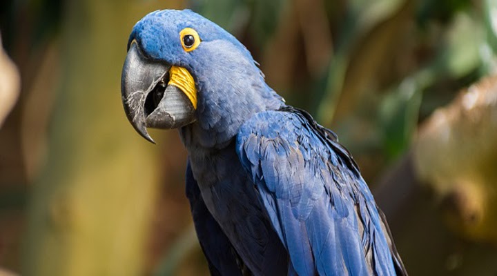 Expensive Animals Hyacinth Macaw