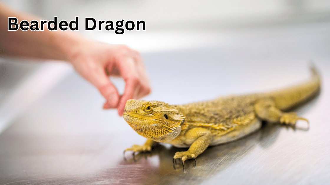 Top 10 Coolest Pets: Bearded Dragon