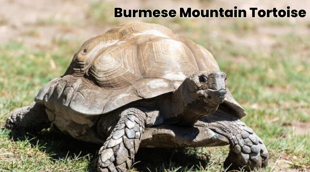 Burmese Mountain Tortoise