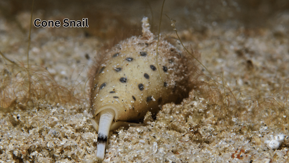 Top 10 Scariest Animals: Cone Snail