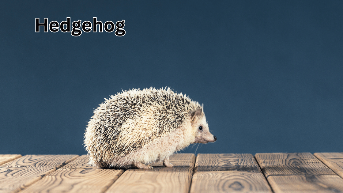 Top 10 Coolest Pets: Hedgehog