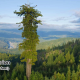 Top 10 Tallest Tree in The World - Hyperion
