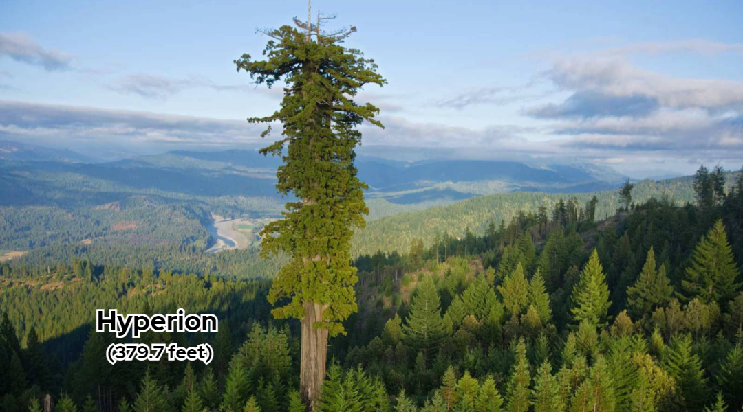 Top 10 Tallest Tree in The World - Hyperion