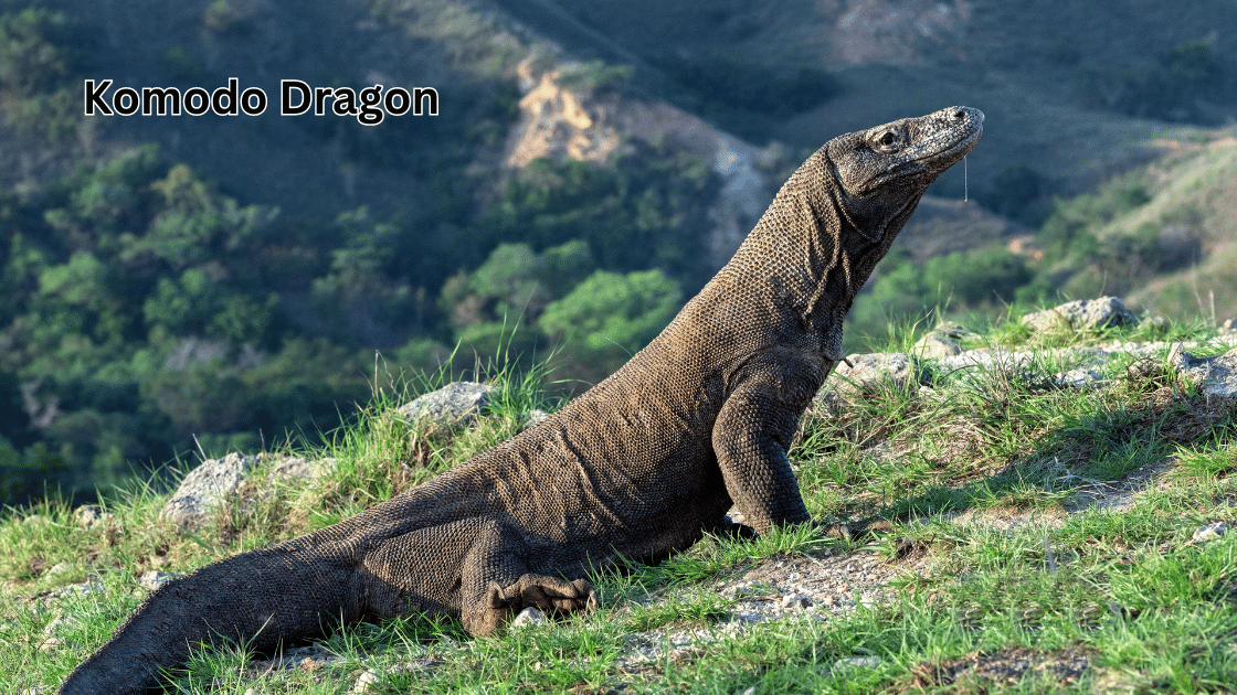 Top 10 Scariest Animals: Komodo Dragon
