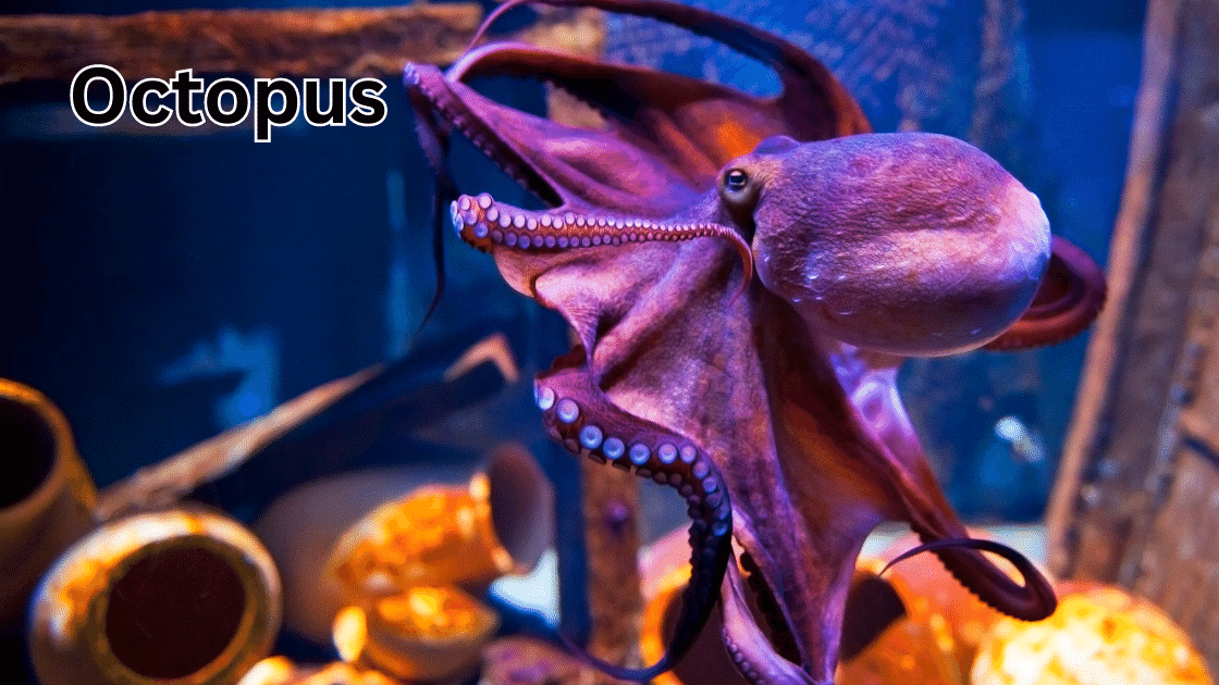 Top 10 Coolest Pets: Octopus