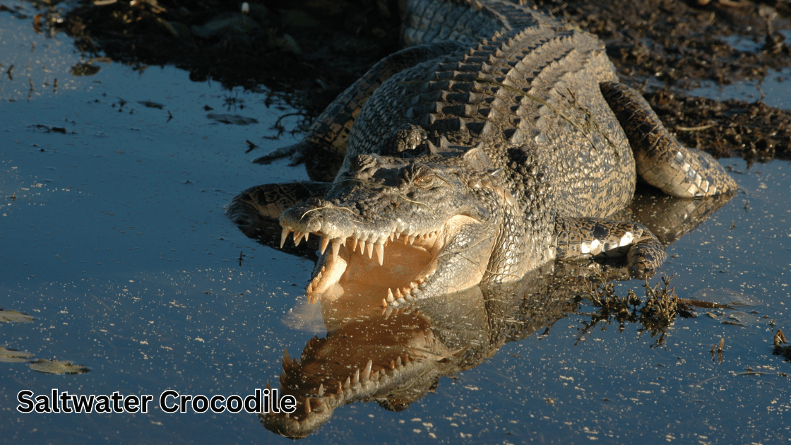 Top 10 Scariest Animals: Saltwater Crocodile