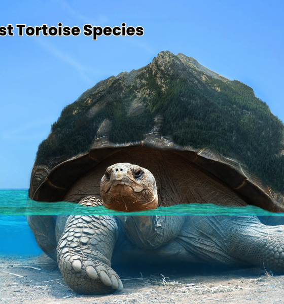 Top 10 Largest Tortoise Species