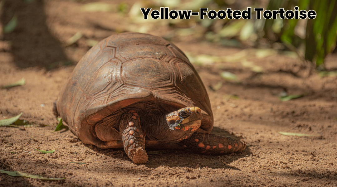 Yellow-Footed Tortoise