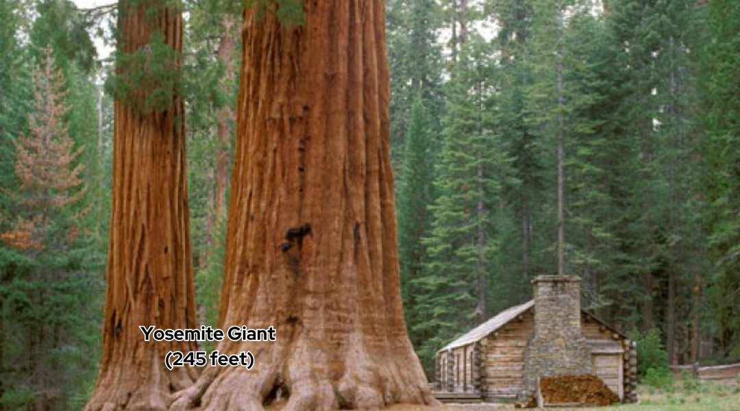 Yosemite Giant tree